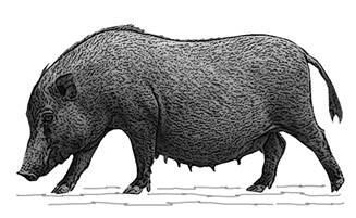 Moo Chid-4-GR.jpg